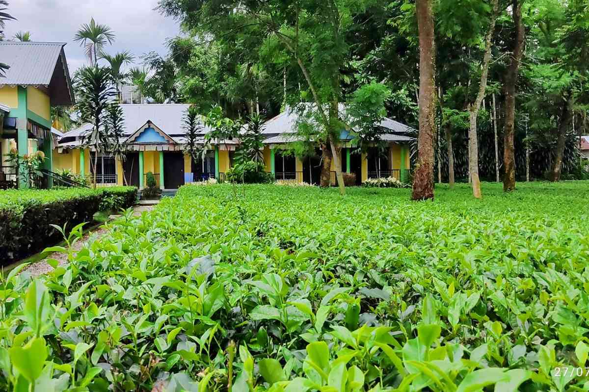 Tea Garden Homestay - Lataguri