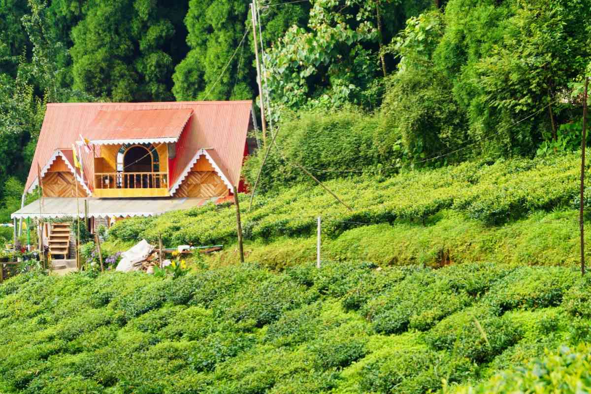 Yang Homestay - Pokhribong (Darjeeling)