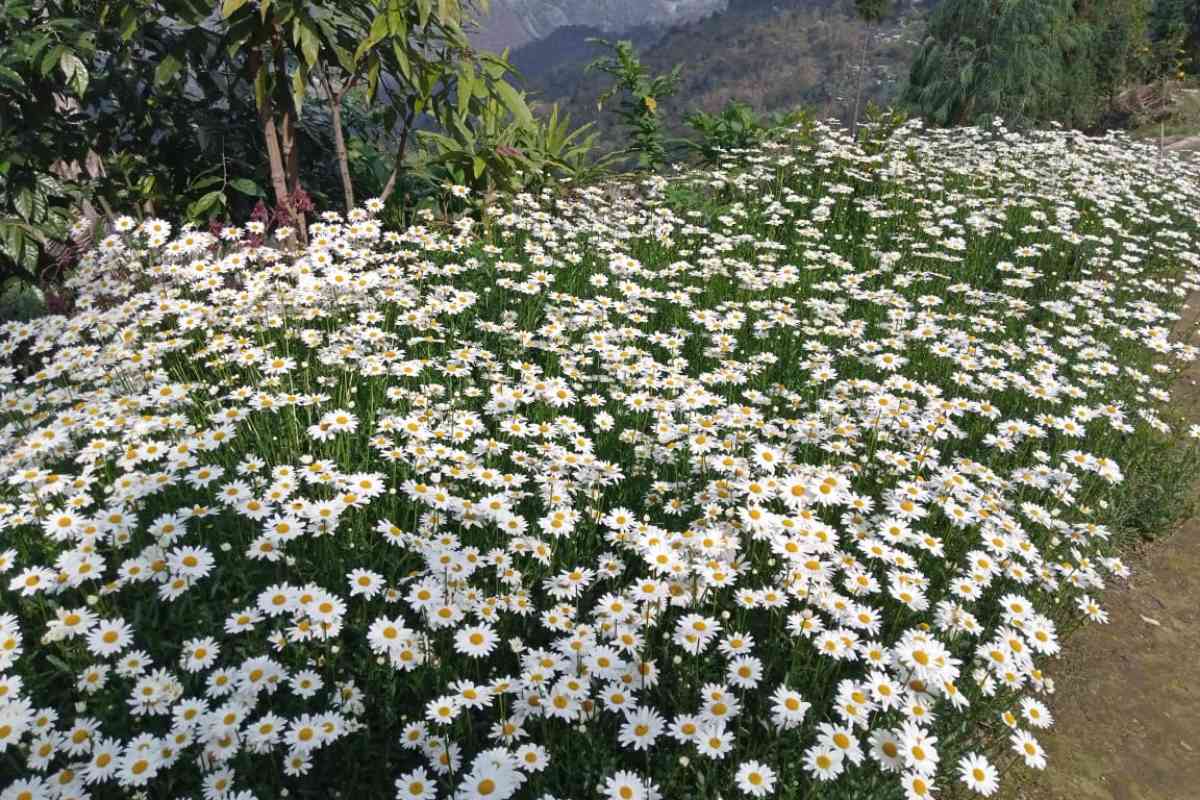 Nest of Hills - Ramdhura (kalimpong)