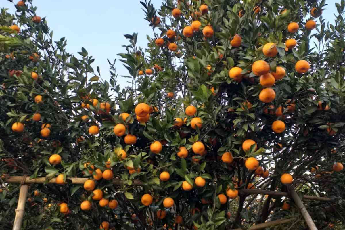 Pancha Pokhari Homestay - Sittong