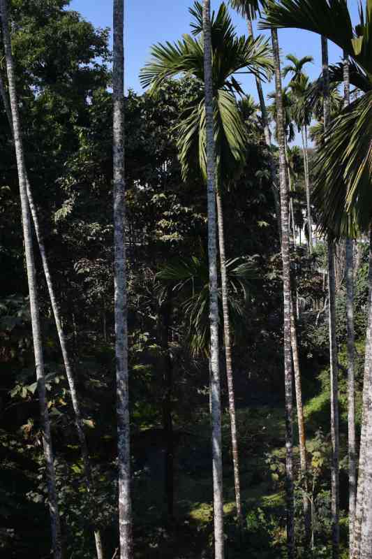 Jaldapara Binay Chapa Homestay - Dooars