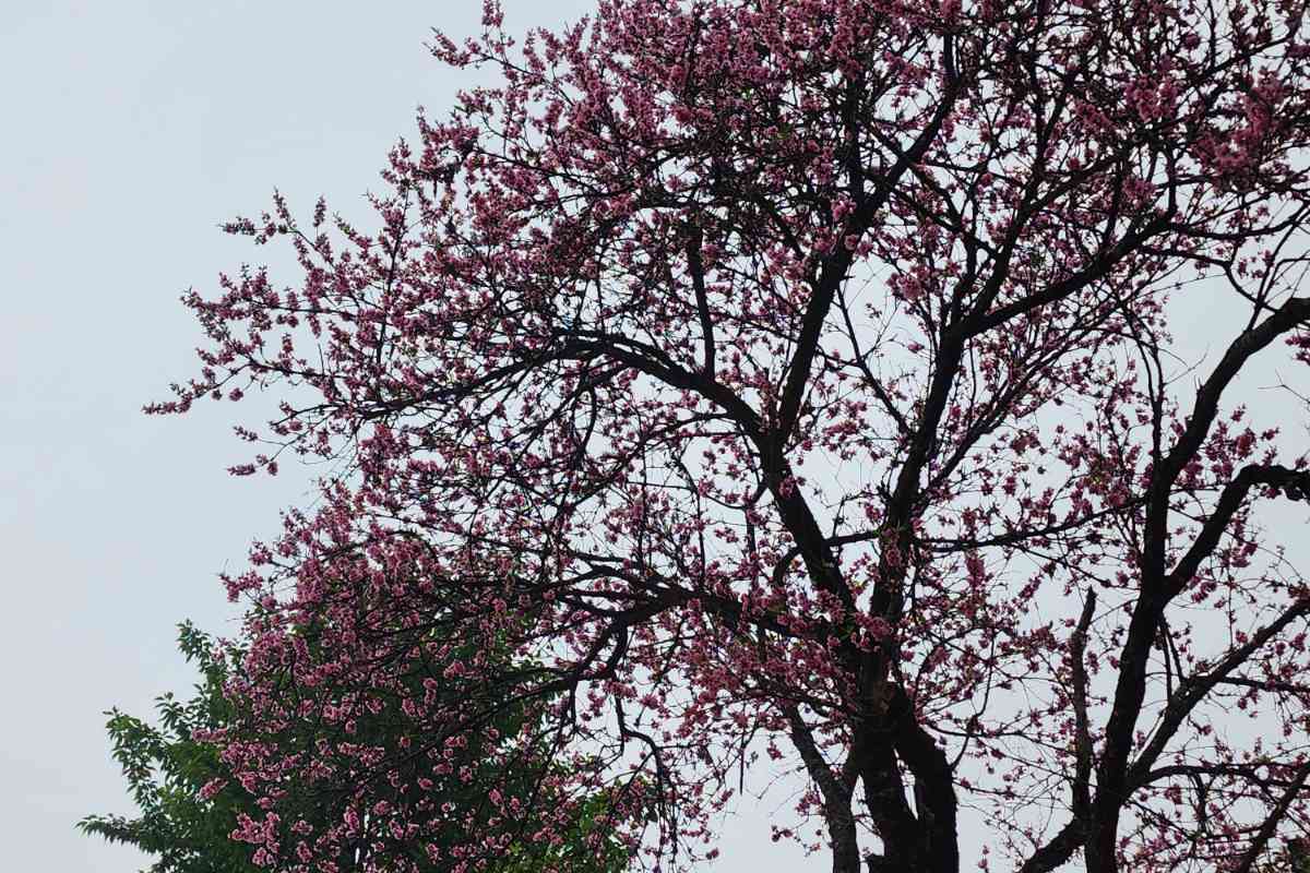 Munal Homestay - Temi