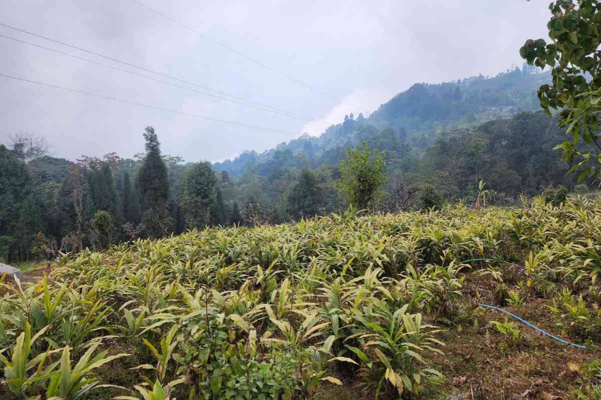 Yawa Homestay - Charkhole