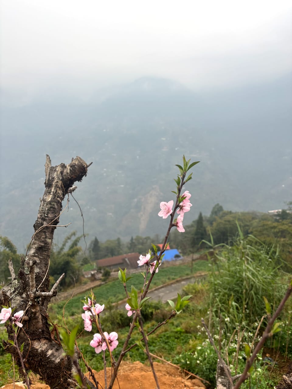 Samjhana Farmhouse Restaurant and Cafe